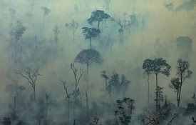 A Amazónia já não é o pulmão do mundo