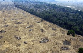 Alertas de desflorestação na Amazónia bateram recorde em Janeiro