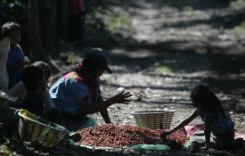 Trabalho infantil na Guatemala abastece cafés de grandes empresas