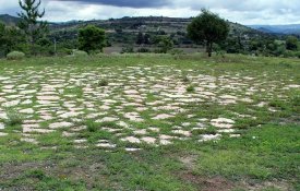  Cientistas descobrem nas montanhas de Oaxaca um «campo de bola» de há 3400 anos