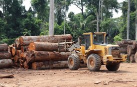 Desflorestamento da Amazónia em Abril de 2020 é o maior registado em dez anos