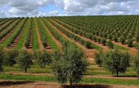 Marcha lenta em Évora pela defesa da agricultura familiar
