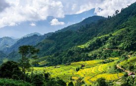 Vietname planta perto de 770 milhões de árvores em três anos