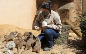 Despedimentos «encapotados» no Jardim Zoológico de Lisboa