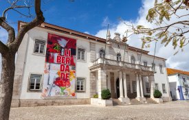 Moita prepara construção de Centro de Recolha de Animais Errantes