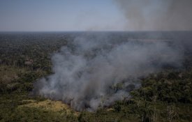  Amazónia perdeu quase 100 hectares de floresta por hora em 2020