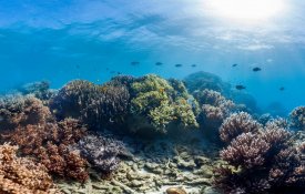 Austrália não vê ameaças à grande barreira de coral
