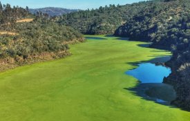 PEV exige medidas de combate à proliferação de algas tóxicas no Tejo