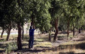 Avis dá início a um programa de compostagem doméstica