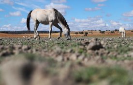  CNA: tem de ser declarada seca em Trás-os-Montes e Alto Douro