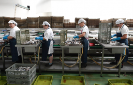 Coralfish: sem salários, trabalhadores suspendem contratos de trabalho
