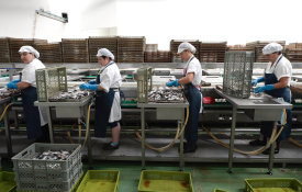 Coralfish e salários em atraso: já há casos de fome e má nutrição.