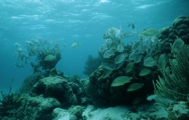 PEV saúda acordo dos oceanos, mas reivindica fim da mineração