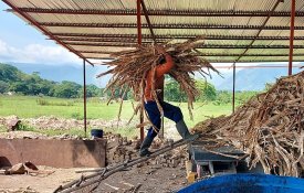 Venezuela: após falência de empresa, camponeses assumem produção em modelo comunal