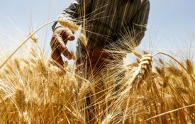 Síria com boa produção de trigo este ano, afirma ministro