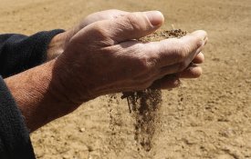 Produção de cereais no Baixo Alentejo: um dos piores anos, devido à seca