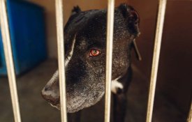 Estratégia Nacional para o Bem-Estar Animal – onde pára o investimento público?