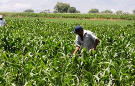 Trabalhadores imigrantes da agricultura discriminados