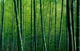 China promove o bambu como substituto do plástico