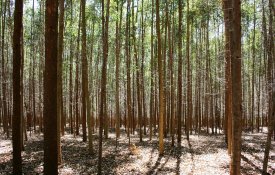 «Não é possível cumprir lei de limpeza dos terrenos»