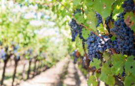 Pequenos produtores de uva também querem receber apoio do vinho