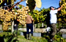 Viticultores partem para manifestação na Régua