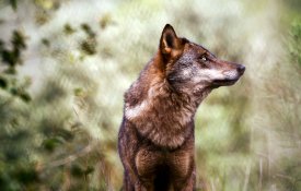 PEV promove debate sobre protecção do lobo-ibérico