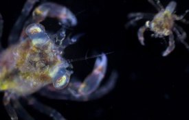 Assistir ao documentário «Mar da Minha Terra – Almada Atlântica» ao ar livre