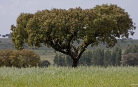 Destruir 280 azinheiras para proteger a «sustentatibilidade do negócio»