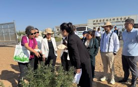 Visitantes louvam esforços da China contra a desertificação