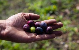 Produtores sentem quebra de 50% do preço da azeitona em três anos