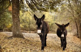 Quando a «nossa civilização» zurra