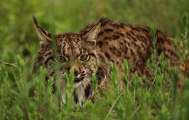 O lince-ibérico continua a sua expansão pela Península Ibérica