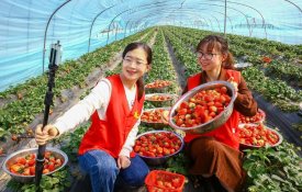 Ciclo pós-erradicação da pobreza consolida rendimentos em zonas rurais da China