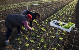 Agricultoras exigem medidas urgentes para que abandono forçado do sector não cresça