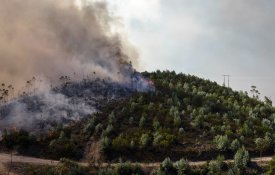 CNA exige apoios imediatos a agricultores afectados pelos incêndios