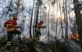 A floresta, o mundo rural e os incêndios