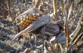 Apoios a agricultores afectados pela seca excluem «mais pequenos» 