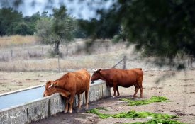 Interdição de carne de vaca em cantinas «é posição demagógica e errada»
