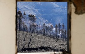  Os incêndios, a pandemia e as coincidências