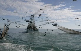 Luta dos inspectores das pescas vai continuar