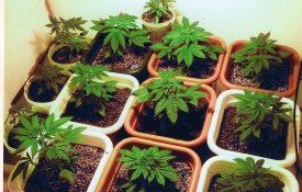 Assembleia da República chumba auto-cultivo da cannabis