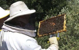 «Celuloses estão a contaminar o pólen», denunciam os apicultores do Caramulo