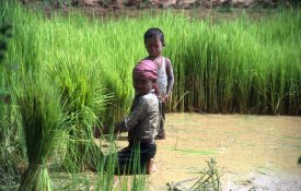 Conflitos e desastres fazem aumentar trabalho infantil na agricultura