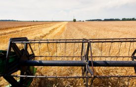 Portugal só produz trigo para duas semanas no ano