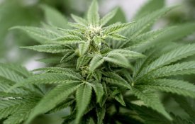 Propostas de auto-cultivo «finalmente» chumbadas