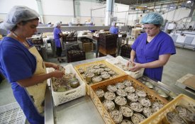 Privatização da indústria conserveira põe emprego e economia de São Jorge em risco