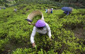  Trabalhadores das plantações de chá em greve contra salários de miséria