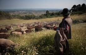  Romaria de pastores da Serra da Estrela vira documentário