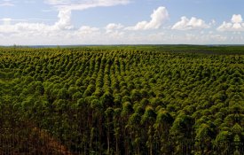 Eucalipto domina as florestas plantadas no Brasil